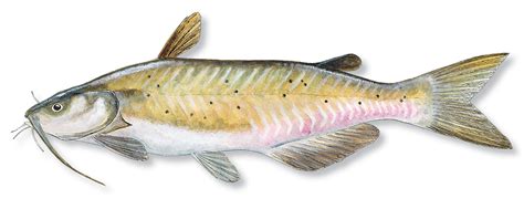 The top four trophy blue catfish caught in the past ten years across the united states. All About Catfish