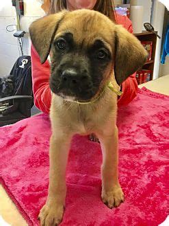 Their size, height and weight; Sparta, NJ - Boxer/Great Dane Mix. Meet Vienna - available 1/21 a Puppy for Adoption.