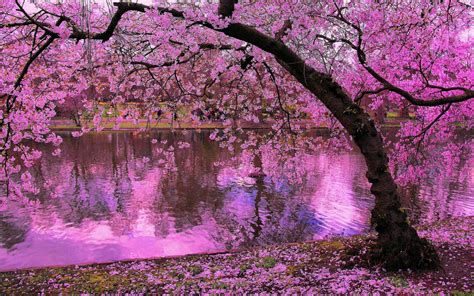 100 Wallpaper Pink Tree Picture Myweb