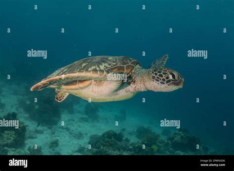 Hawksbill Sea Turtle At The Sea Of The Philippines Stock Photo Alamy