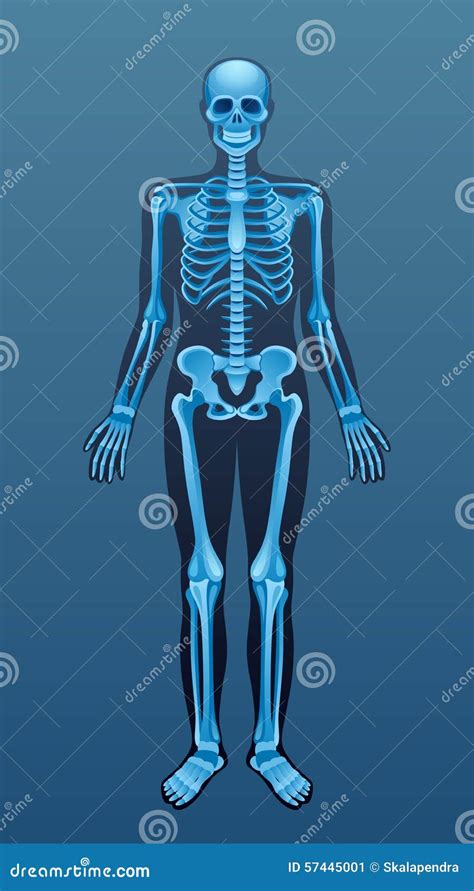 X Ray Skeleton Stock Vector Illustration Of Medicine 57445001