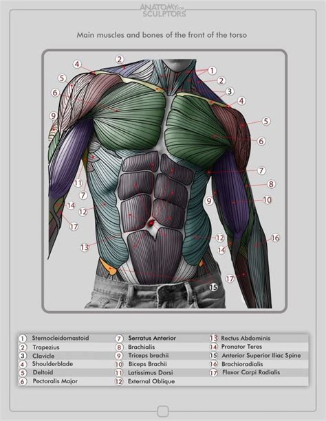 Torso Muscles Anatomia Para Artistas Arte Com Greys Anatomy Referência Anatomia