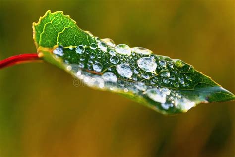 Green Leaves With Water Droplets Stock Image Image Of Leaves Macro