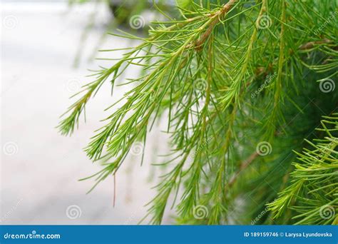 Young Green Shoots Of Coniferous Tree Needles Of Larch Stock Photo