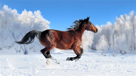 Wallpaper Horse Cute Animals Snow Winter 4k Animals 17109