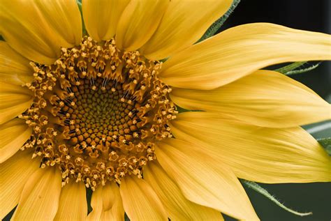 Sunflower Photograph By Matthew Trudeau Fine Art America