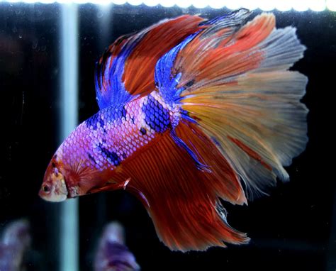 Download this premium photo about half moon nemo betta fish., and discover more than 6 million professional stock photos on freepik. Beautiful Betta - Fancy Nemo Galaxy Male in 2020 | Betta ...