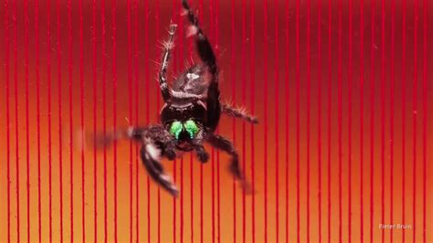 regal jumping spider plucking ropes youtube
