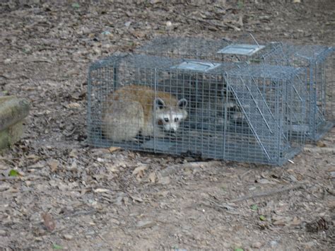 Raccoons And The Damage They Do Covenant Wildlife