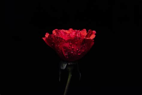 4k 5k Closeup Roses Black Background Red Drops Hd Wallpaper