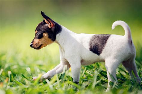 Toy Fox Terrier Dog Breed Information And Characteristics