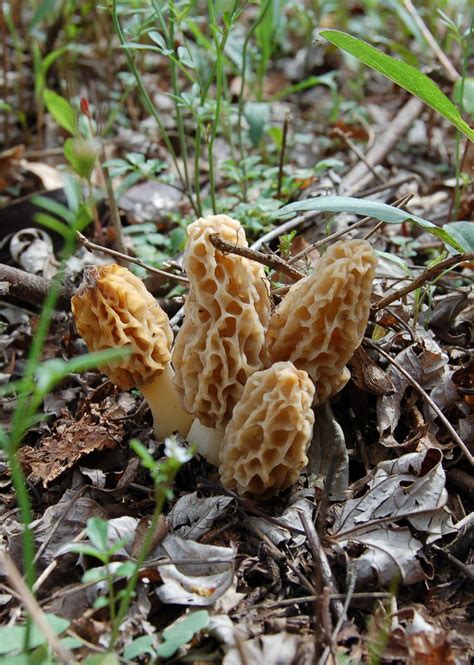 Mid Missouri Morels And Mushrooms If The Morels Wont Come To You Go