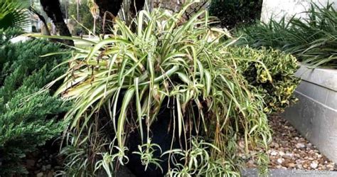 Can Spider Plants Live Outside How To Care For Spider Plant Outdoors