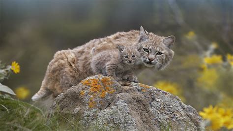 The lynx has a large head with tufts of fur coming from the bottom ends. Download Animal Lynx Wallpaper 1920x1080 | Wallpoper #214525