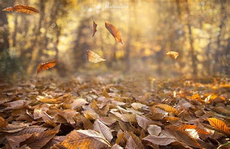 Hd Wallpaper Dried Leaves Fall Nature Depth Of Field Wind Forest