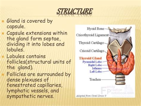 Thyroid Anatomy And Pathology