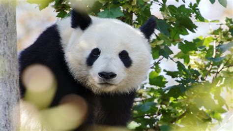 Worlds Oldest Male Giant Panda In Captivity Celebrates Birthday The Hill
