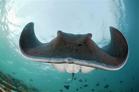 Black Spotted Stingray Taeniura Meyeni Photograph By Reinhard Dirscherl