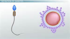 What Are Gametes Gamete Formation And Production Video And Lesson