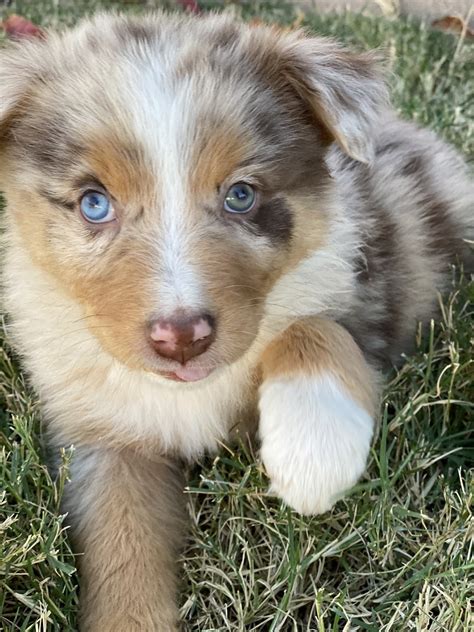 Australian Shepherd Puppies For Sale Porterville Ca 316043