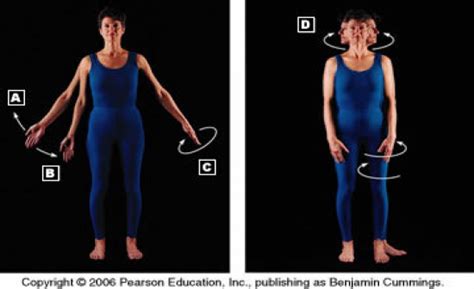 The type of movement that can be produced at a synovial joint is determined by its. HAP 1 - Skeletal System Flashcards by ProProfs