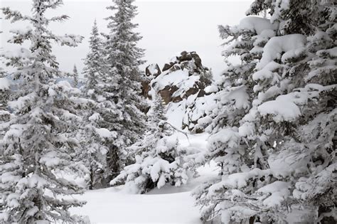 Paisagem Da Floresta De Inverno Com Pinheiros Cobertos De Neve Nas