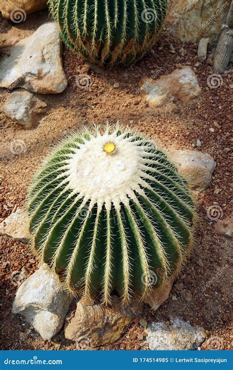 Golden Barrel Cactus And It Flowers A Desert Plant Native To Mexico