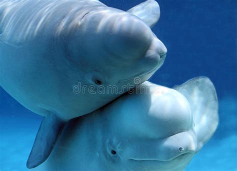 Cute Pair Of Beluga Whales Stock Image Image Of Cute