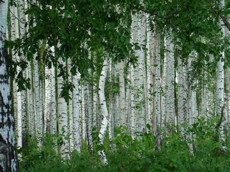 Birch Nature Foliage Grove Wallpapers Hd Desktop And Mobile