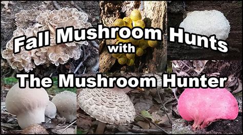 Fall Mushroom Hunts The Mushroom Hunter
