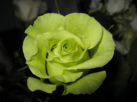 Green Rose Flowers Flower Hd Wallpapers Images