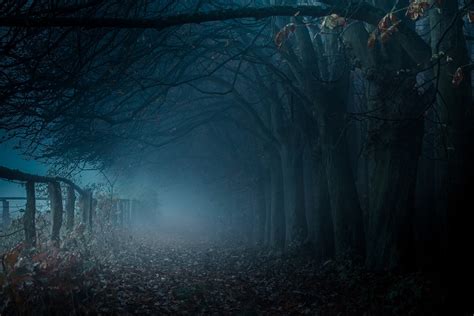 Dark Pathway With Dead Trees And Fog Hd Wallpaper Wallpaper Flare