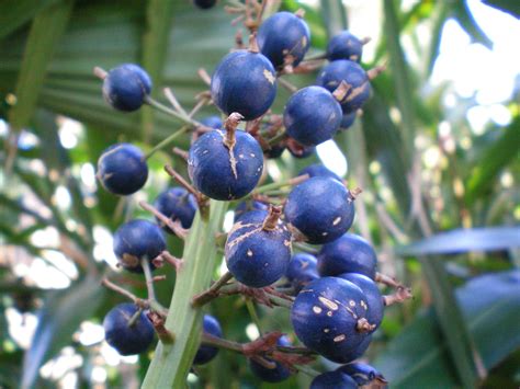Blue Berry Ginger Found In Coastal Rainforests In Eastern Australia