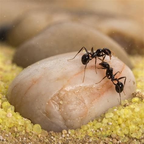 Sand Ant Farm T BIG Anthill Formicarium Educational Ants Etsy