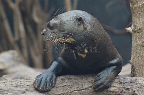 Giant Otter Pteronura Brasiliensis Stock Photo Image Of Mammalia