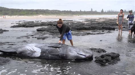 A Dead Baby Whale At Angle Flat Rock Beach Ballina Youtube