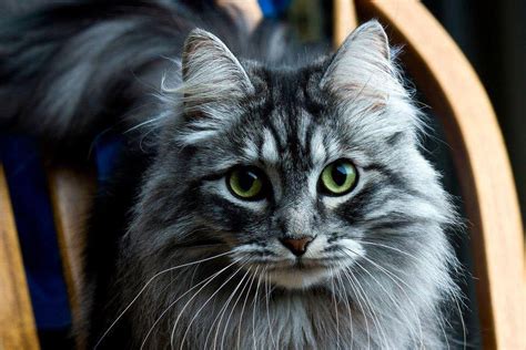 Blue eyed female cat names. Love Those Siberian Cats Green Eyes ! - Croshka Siberians