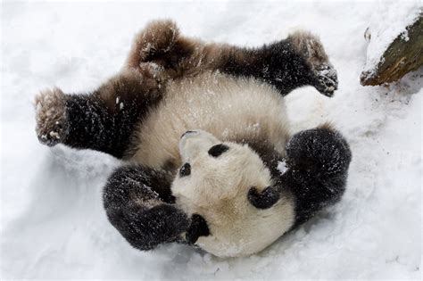 Giant Pandas Winter Habitat Sichuan Fun