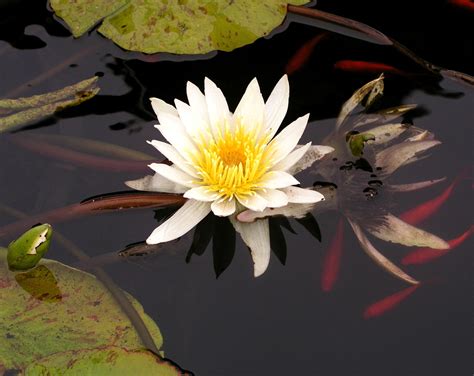 Free Images Nature Blossom White Leaf Flower Petal Pond