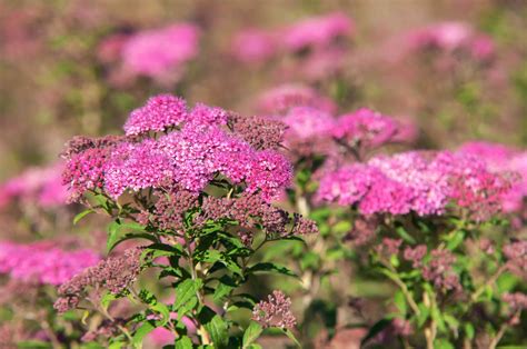 Best Shrubs With Pink Or Magenta Flowers