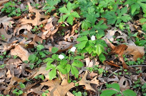 4 synonyms for mustard tree: Palemaleirregulars: Happy Earth Day Surprises With Garlic ...