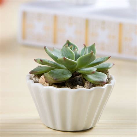 83cm83cm42cm Simple White Ceramic Creative Succulents Pots Small