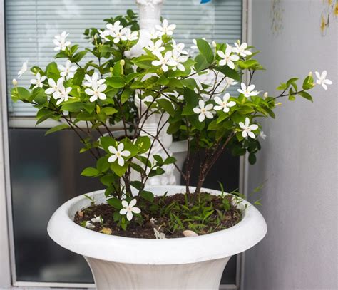 This lovely indoor plant will cascade when placed on a stool, in a plant stand or hanging basket. Read This to Find How to Take Proper Care of a Bridal Veil ...