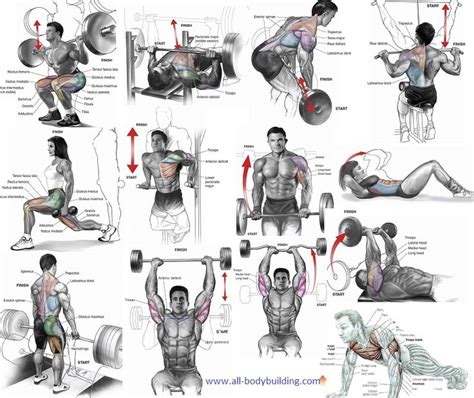 The Best Exercises To Include In Your Muscle Building Routine Muscle