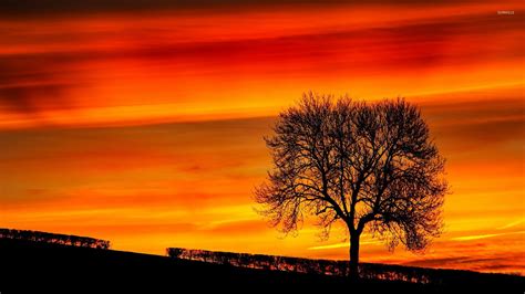 Tree silhouette in the sunset wallpaper - Nature wallpapers - #24754