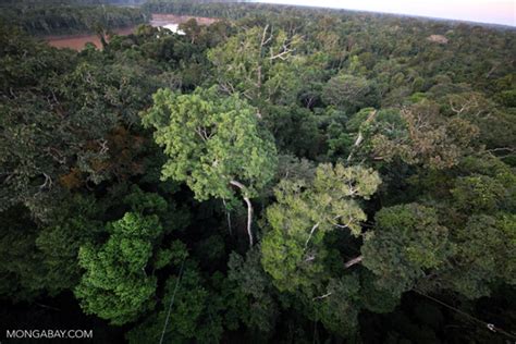 Forests Scramble To Absorb Carbon As Emissions Continue To Increase