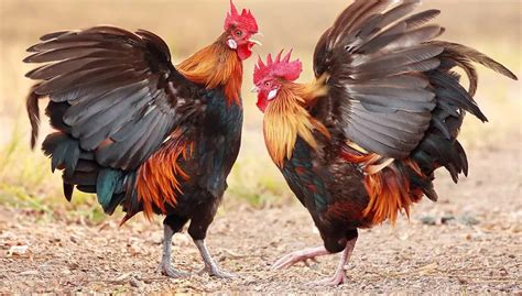 What Breed Of Roosters Are Used In Cockfighting Cockfighting Bets