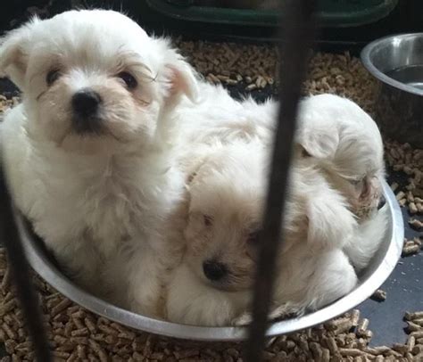 Maltese puppies and dogs in dallas, texas. Maltese Puppies For Sale | Wichita Falls, TX #89012