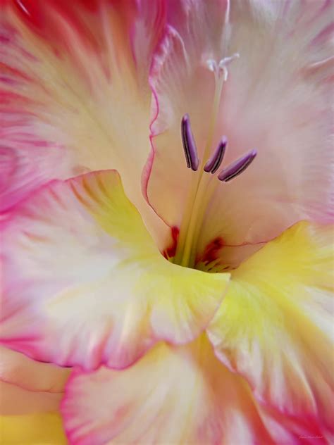 Glorious Gladiola Flower Photograph By Jennie Marie Schell Fine Art