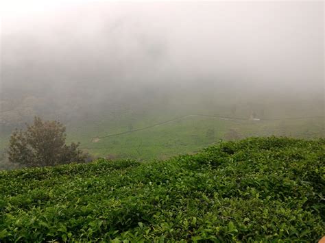 Maybe you would like to learn more about one of these? Kebun Teh Medini | Sebuah Catatan Petualangan